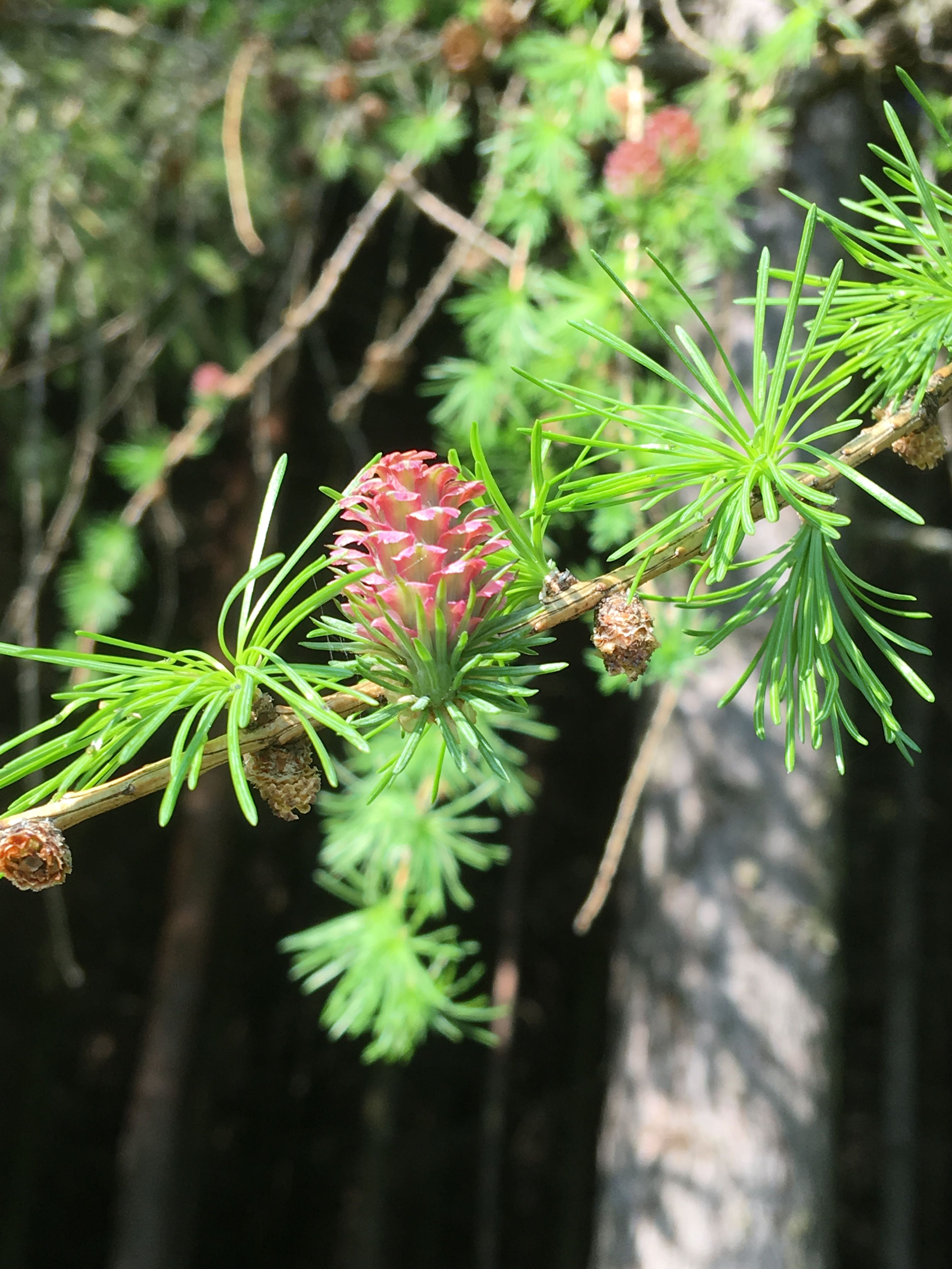 Jedes Jahr bekommt die Lärche neue Nadeln
