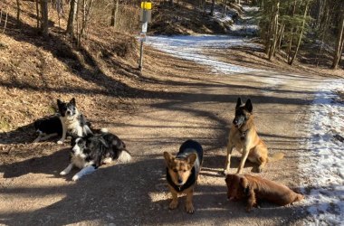 Mit Hund im Naturpark Hohe Wand, &copy; Naturpark Hohe Wand 