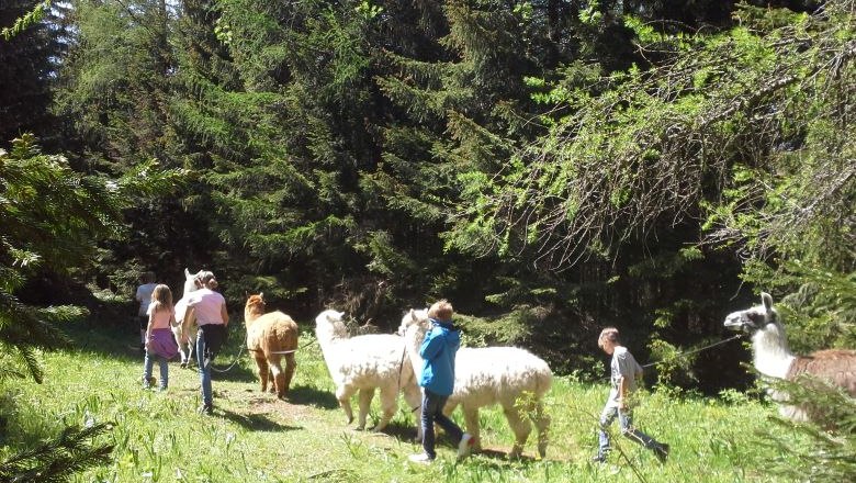 Lama und Alpaka Wanderung , © Naturpark Hohe Wand 