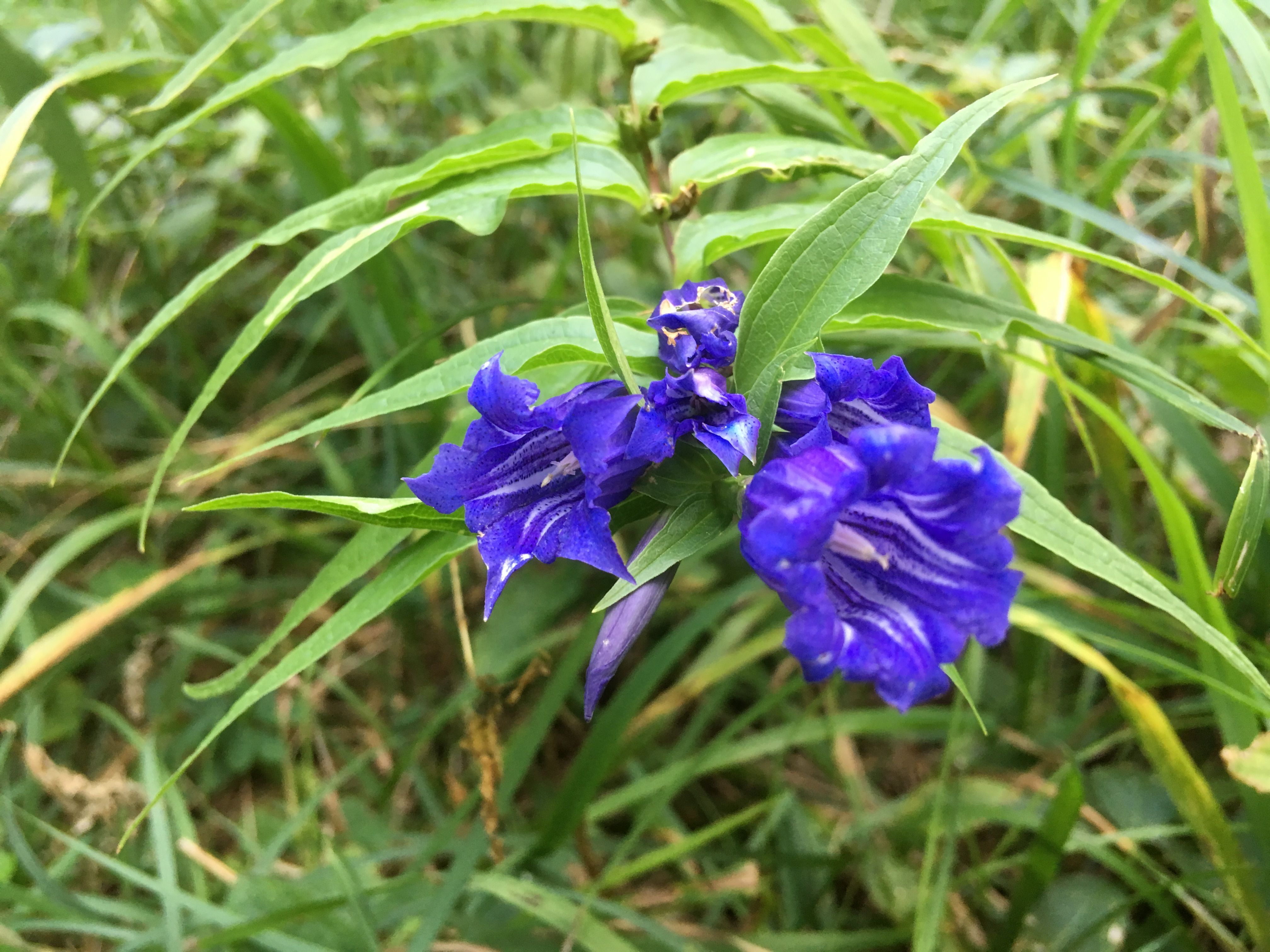 Blaue Blüte im Spätsommer - Schwalbenwurz Enzian