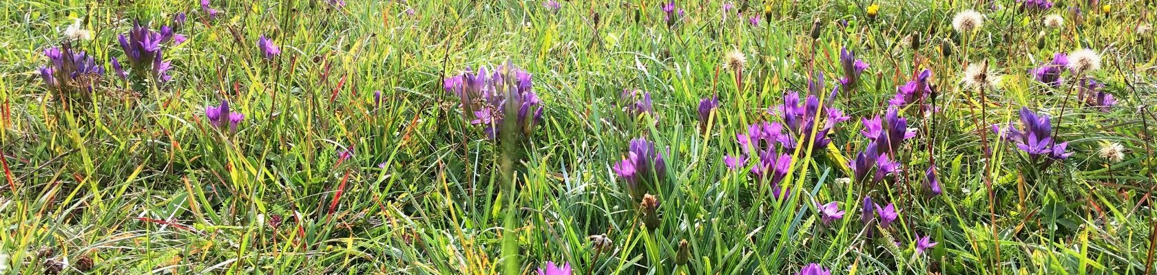 Blumenwiese , © Naturpark Hohe Wand 