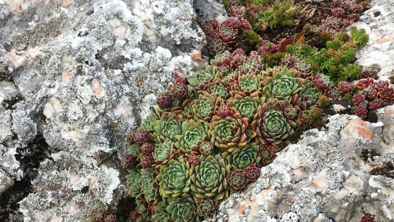 Felsspalten , © Naturpark Hohe Wand 