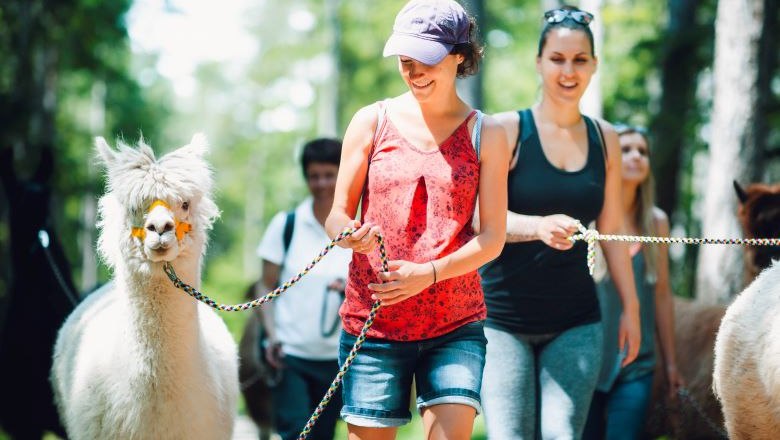 Mit Lamas und Alpakas auf Sommer Tour, © Naturpark Hohe Wand 