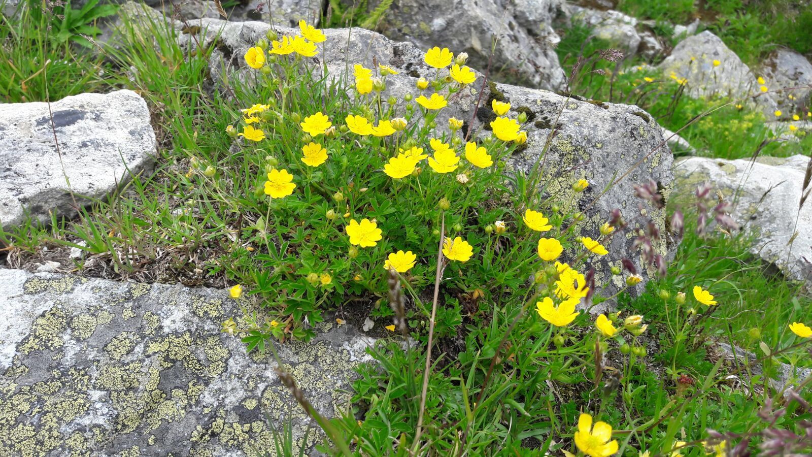 Das gelb leuchtende Fingerkraut zwischen den Felsen 