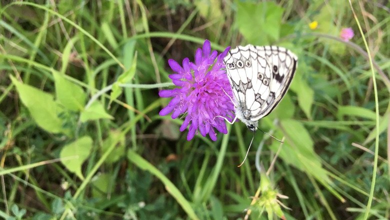 Schmetterlingsparadies , © Naturpark Hohe Wand 