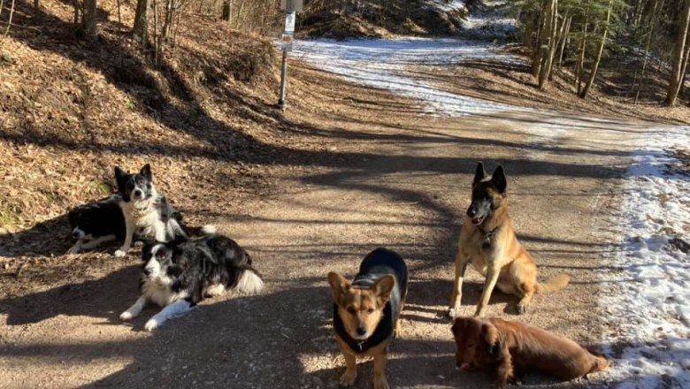 Mit Hund im Naturpark Hohe Wand, &copy; Naturpark Hohe Wand 