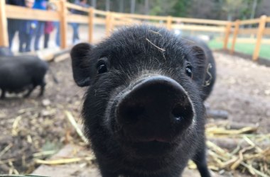 Hängebauchschwein, © Naturpark Hohe Wand 