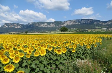 Hohe Wand Panorama Sonnenblumen, &copy; Naturpark Hohe Wand 