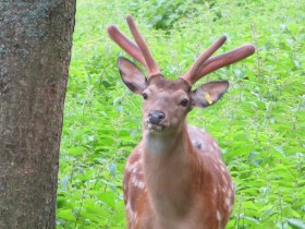 Sikahirsch, &copy; Wiener Alpen in Nieder&ouml;sterreich - Schneeberg Hohe Wand