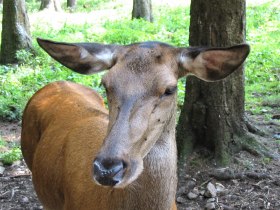 Hirschkuh, &copy; Wiener Alpen in Nieder&ouml;sterreich - Schneeberg Hohe Wand