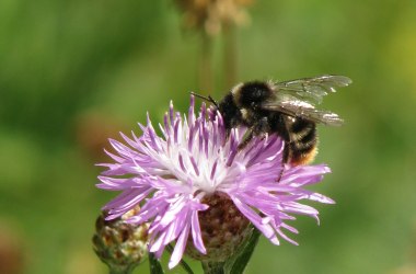 Wildbiene auf Flockenblume, © Naturpark Hohe Wand 