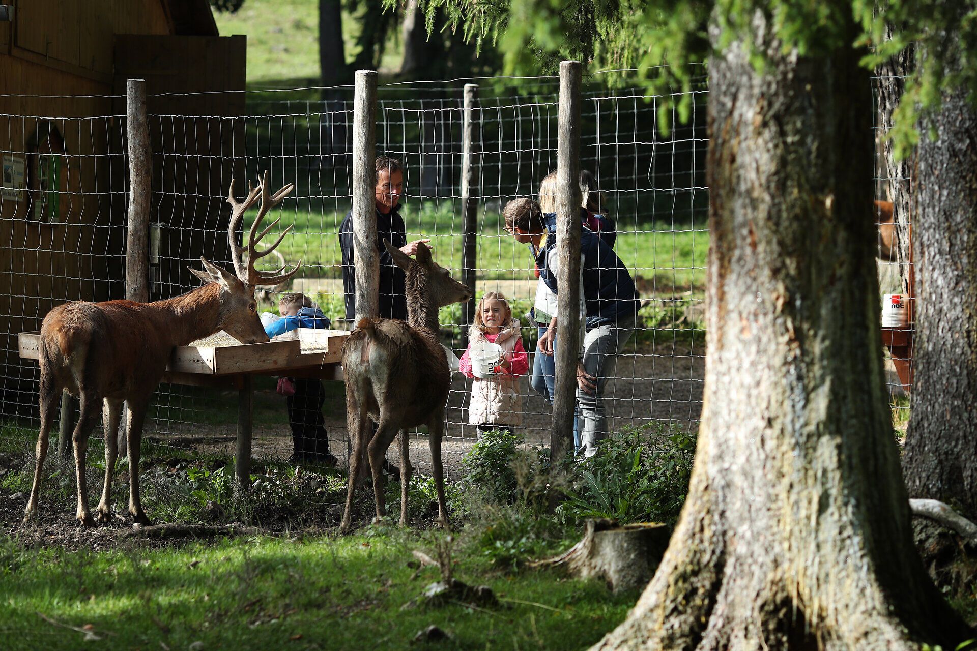 Eine Familie steht am Wildtiergehege und füttert die Tiere im Naturpark Hohe Wand. 