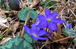 blaue Blüten vom Leberblümchen