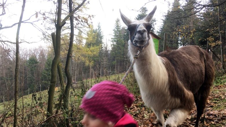 Lamawanderung , © Naturpark Hohe Wand 