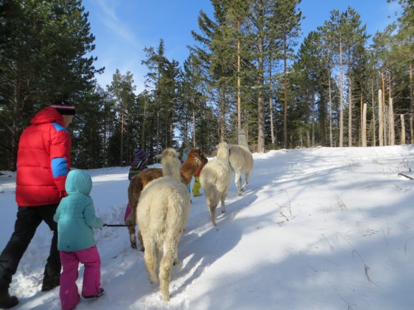 Lamawanderung Hohe Wand, © Naturpark Hohe Wand