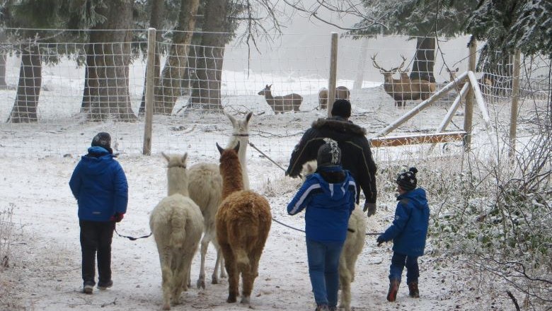 Lama und Alpaka, © Naturpark Hohe Wand 