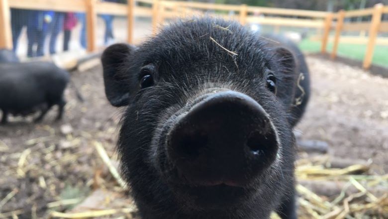 Hängebauchschwein, © Naturpark Hohe Wand 