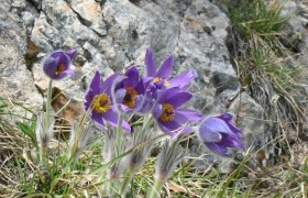 Kuhschelle, © Naturpark Hohe Wand 