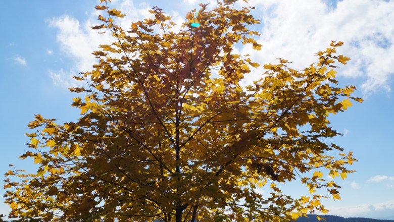 Ein Baum mit gelben Bl&auml;ttern steht vor einer sonnigen Landschaft mit H&uuml;geln und blauem Himmel.