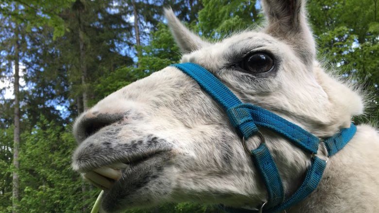 Lama Aladin, © Naturpark Hohe Wand 