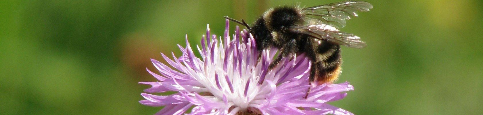 Wildbiene auf Flockenblume, © Naturpark Hohe Wand 