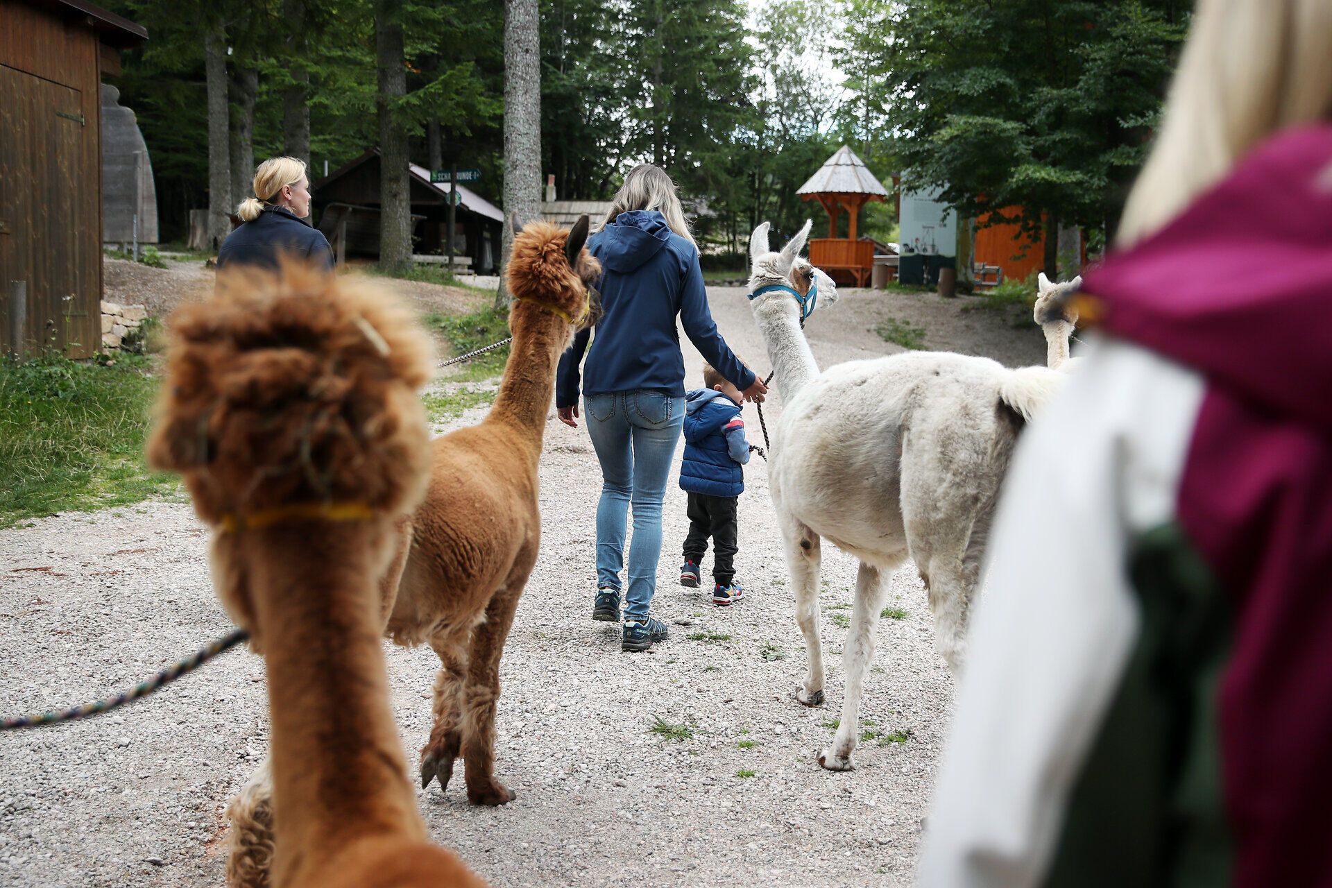 Die Aufnahme zeigt Lamas und Alpakas im Naturpark Hohe Wand, welche von verschiedenen Personen geführt werden. 