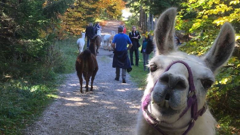 Lama und Alpaka Wanderung, © Naturpark Hohe Wand 