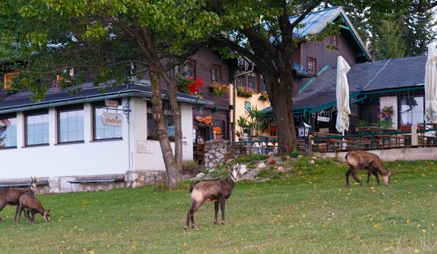 Three chamois graze in a green meadow in front of the Wilhelm-Eicherthütte.