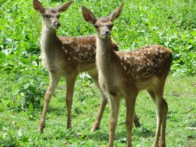 Hirschk&auml;lber, &copy; Wiener Alpen in Nieder&ouml;sterreich - Schneeberg Hohe Wand