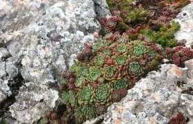 Felsspalten , © Naturpark Hohe Wand 