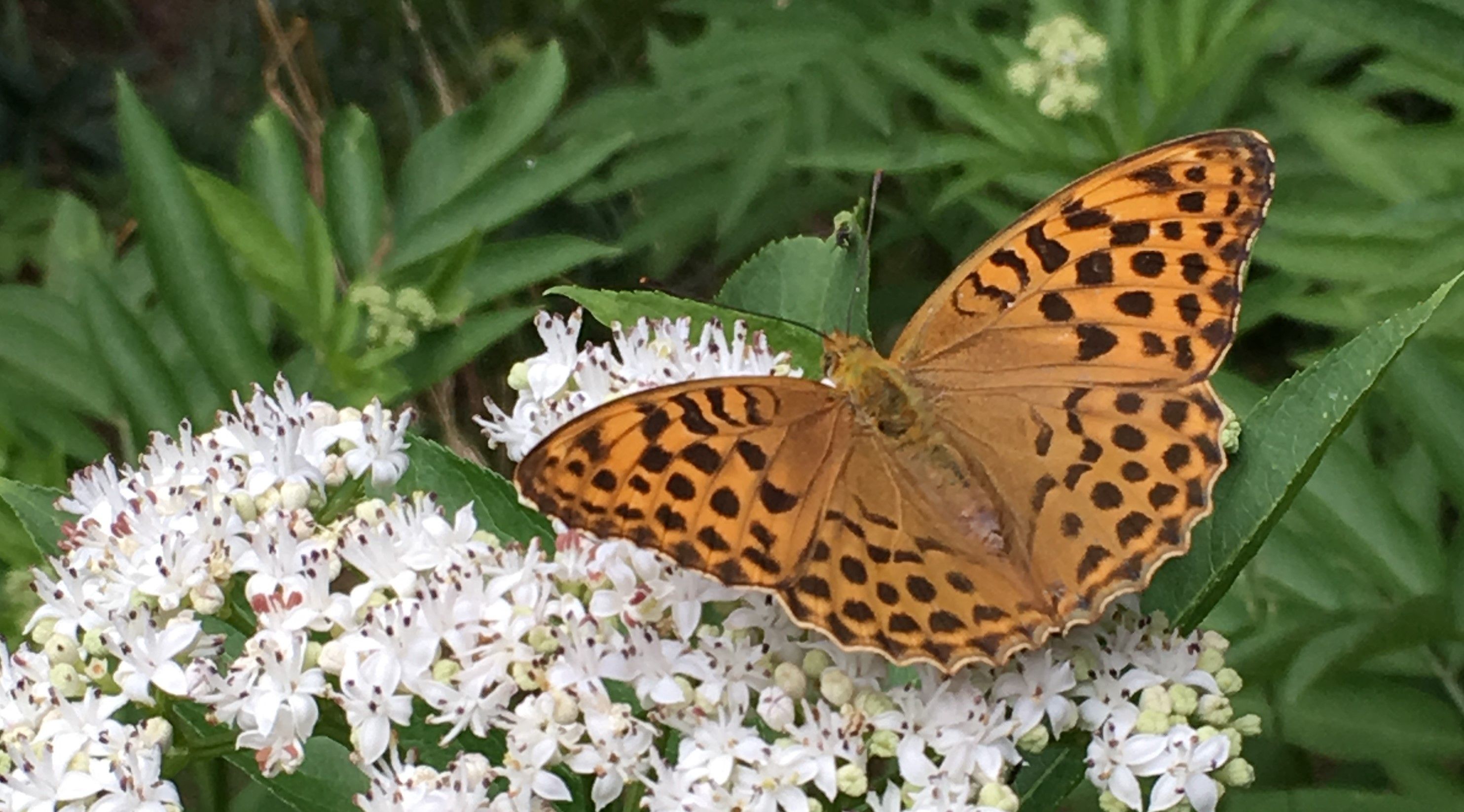 oranger Schmetterling, Kaisermantel