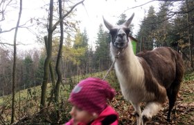 Lama Wanderung , © Naturpark Hohe Wand 