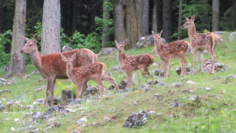 Hirschkälber, © Naturpark Hohe Wand 