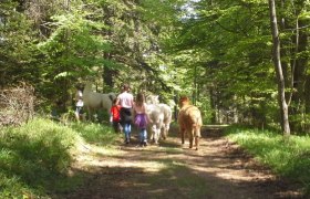 Lama und Alpaka , © Naturpark Hohe Wand 