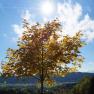 Ein Baum mit gelben Bl&auml;ttern steht vor einer sonnigen Landschaft mit H&uuml;geln und blauem Himmel.
