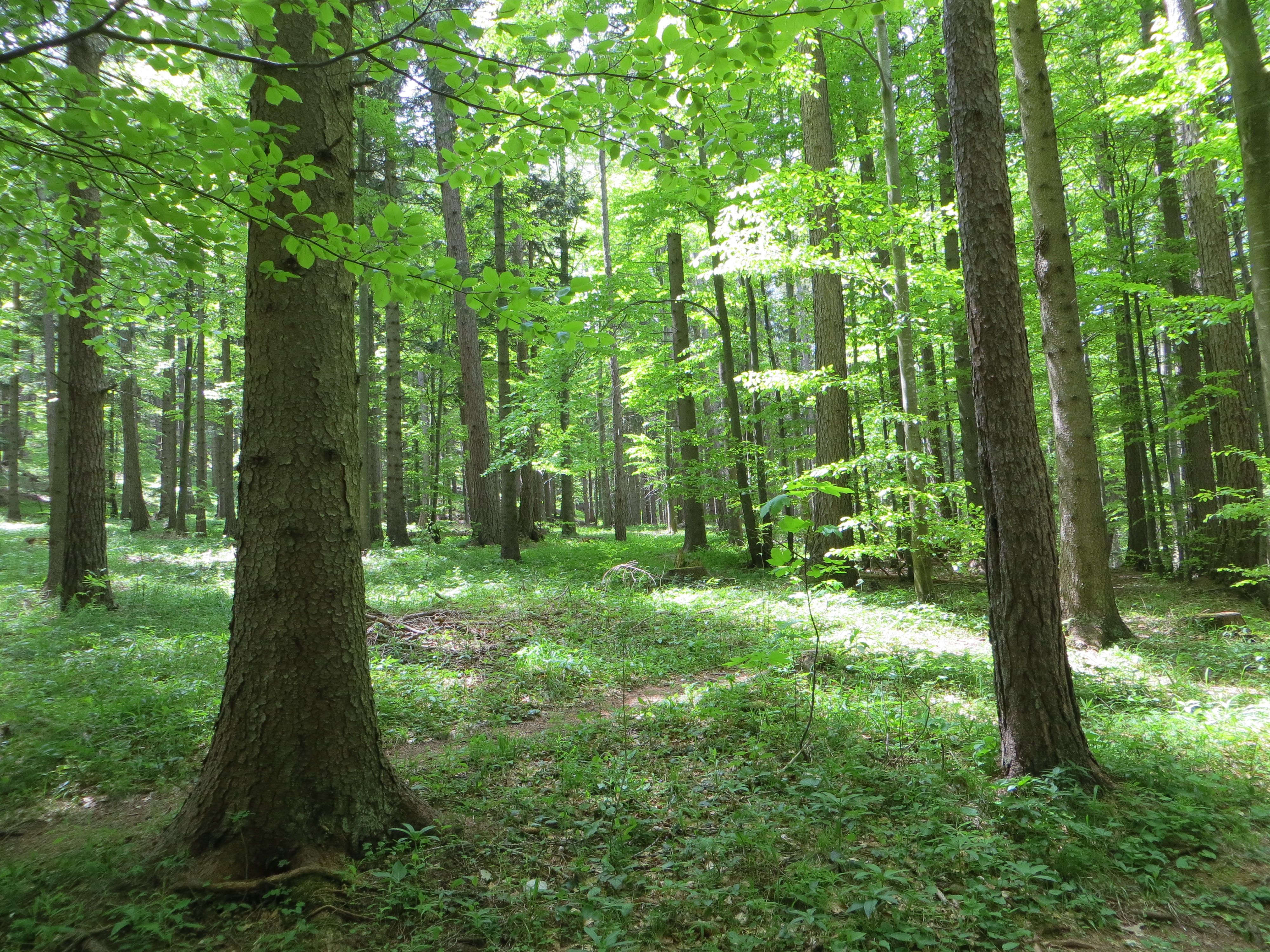 Frische Blätter der Buche im Mai