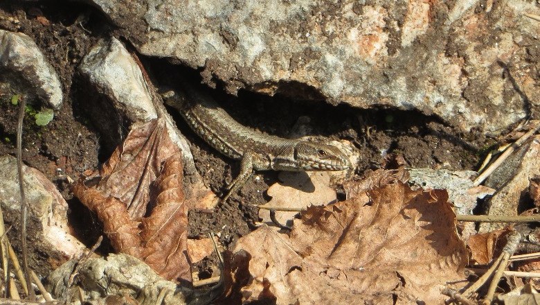 Felsspalten Bewohner, © Naturpark Hohe Wand 