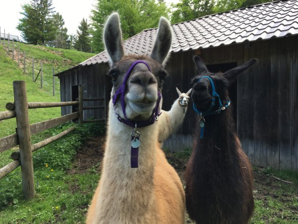 Lamas Naturpark Hohe Wand, © Naturpark Hohe Wand