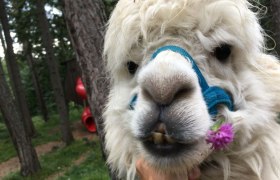 Lama und Alpaka , © Naturpark Hohe Wand 